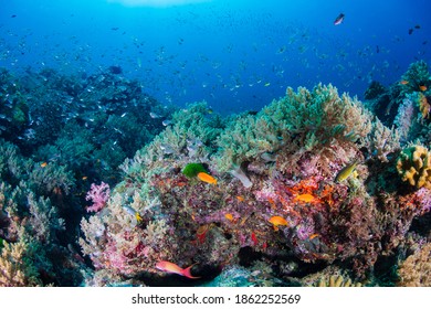 Schools of colorful tropical fish swimming around a delicate coral reef - Shutterstock ID 1862252569