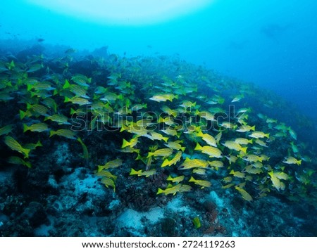 Schools of fish I encountered while scuba diving in the Maldives.