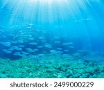 Schools of Frigate mackerel, Auxis thazard attacking a large school of Silver-Stripe Round Herrings (Spratelloides gracilis). Bullet tuna, Auxis rochei rochei, Frigate tuna, Auxis thazard. Jul. 2024.