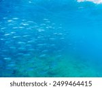 schools of Frigate mackerel, Auxis thazard attacking a large school of Silver-Stripe Round Herrings.
Bullet tuna, Auxis rochei rochei,
Frigate tuna, Auxis thazard thazard, 
Hirizohama beach, July 2024