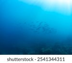 schools of Frigate mackerel, Auxis thazard attacking a large school of Silver-Stripe Round Herrings.
Bullet tuna, Auxis rochei rochei,
Frigate tuna, Auxis thazard thazard, 
Hirizohama beach, 2024
