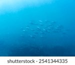 schools of Frigate mackerel, Auxis thazard attacking a large school of Silver-Stripe Round Herrings.
Bullet tuna, Auxis rochei rochei,
Frigate tuna, Auxis thazard thazard, 
Hirizohama beach, 2024
