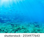 schools of Frigate mackerel, Auxis thazard attacking a large school of Silver-Stripe Round Herrings.
Bullet tuna, Auxis rochei rochei,
Frigate tuna, Auxis thazard thazard, 
Hirizohama beach, 2024
