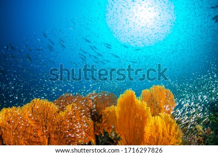 Schools of tropicalfish and glassfish swimming around a huge, delicate seafan on a tropical coral reef in Thailand's Similan Islands Stock photo © 