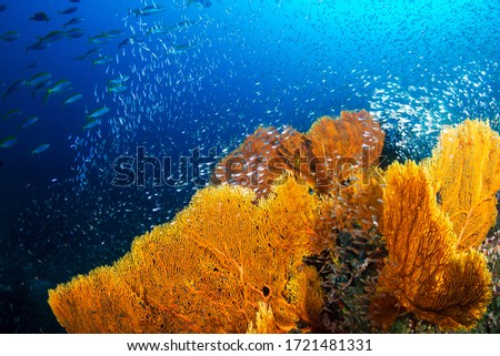 Schools of tropicalfish and glassfish swimming around a huge, delicate seafan on a tropical coral reef in Thailand's Similan Islands Stock photo © 