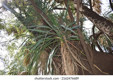 Schott's Yucca, Hoary Yucca, Our Mountain Yucca (Yucca X Schottii)