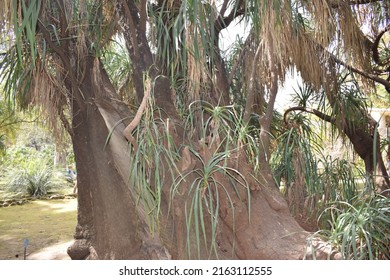 Schott's Yucca, Hoary Yucca, Our Mountain Yucca (Yucca X Schottii)