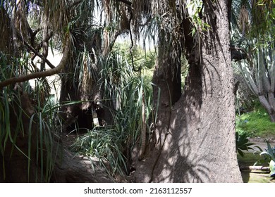 Schott's Yucca, Hoary Yucca, Our Mountain Yucca (Yucca X Schottii)