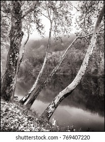The Schuylkill river flows in the background under light fog as trees in the foreground stand out in contrast.