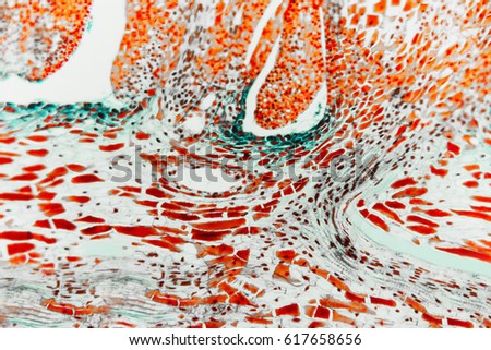 Science abstract flower: cross section ovary and ovule. Micro preparation samples- section (tissue) for microscope examination. Medical lab prepared microscopic
