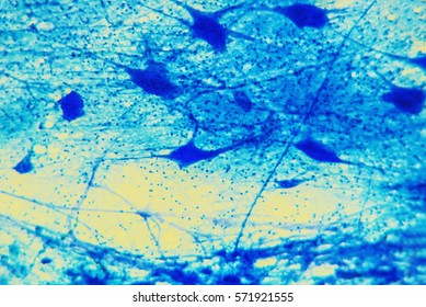 Science Background Neuron Tissue Nerve Fibers Stock Photo 571920886 ...