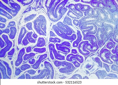 science background- testis section study of the biological object in the microscope