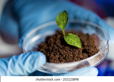 Science, Biology, Ecology, Research And People Concept - Close Up Of Scientist Hands Holding Petri Dish With Plant And Soil Sample In Bio Laboratory