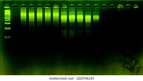 The Science DNA Analysis By PCR-RFLP Of Apis Mellifera By Gel Electrophoresis, PCR Band Of Honey Bees, DNA Sequencing Technique And Gel Electrophoresis.