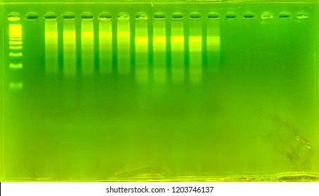 The Science DNA Analysis By PCR-RFLP Of Apis Mellifera By Gel Electrophoresis, PCR Band Of Honey Bees, DNA Sequencing Technique And Gel Electrophoresis.