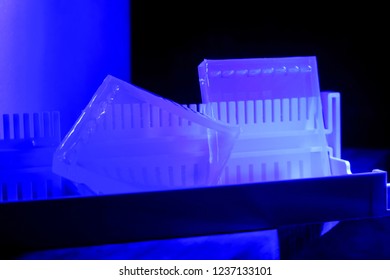 the science DNA analysis by PCR-RFLP of Apis mellifera by gel electrophoresis, PCR band of honey bees, DNA sequencing technique and gel electrophoresis. - Powered by Shutterstock