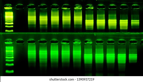 The Science DNA Analysis By PCR-RFLP Of Apis Mellifera By Gel Electrophoresis, PCR Band Of Honey Bees, DNA Sequencing Technique And Gel Electrophoresis. 