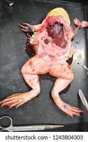 Science Frog Dissection