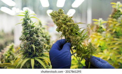 Science Harvest Marijuana Cannabis  Plants In Science Lab For Making Medicine And Herb Product