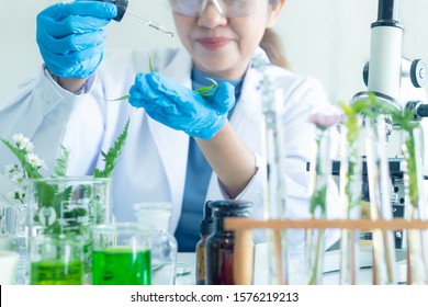 Science lab woman research for  marijuana natural alternative herb oil cannabis leaves placed alternative medicine and drug. alternative medicine,  pharmaceutical and therapeutic laboratory  