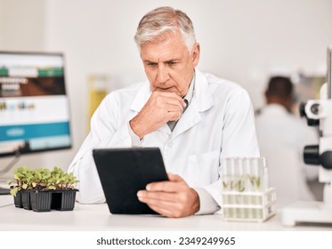 Science man, plants and thinking on tablet for agriculture solution, problem solving and growth analysis. Scientist or senior doctor focus on digital results or sustainability research in laboratory