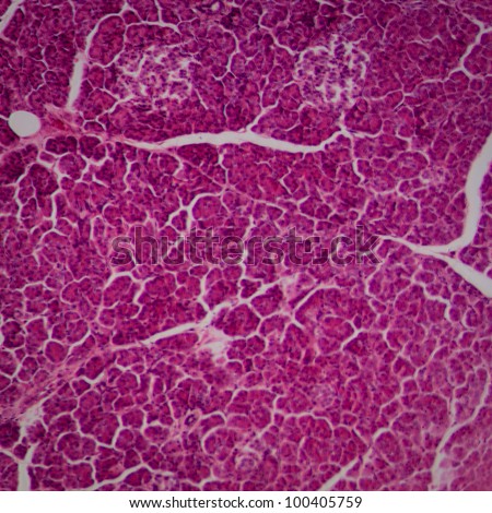 science microscopic section of liver tissue