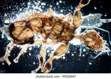 science microscopy micrograph animal insect, Magnification 50X