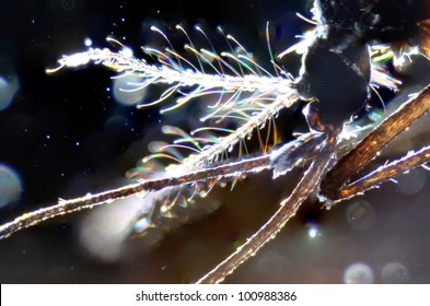 Science Microscopy Micrograph Animal Mouth Parts Of Insect Mosquito