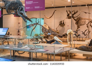 SCIENCE MUSEUM OF TRENTO, Italy, April 19, 2018: Expositive Interactive Spaces Of The Famous Museum Denominate MUSE. Renzo Piano Architect Building Workshop. Taxidermy Animals

