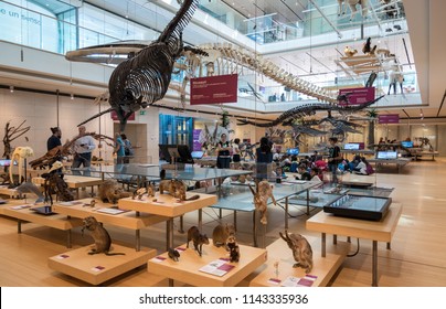 SCIENCE MUSEUM OF TRENTO, Italy, April 19, 2018: Expositive Interactive Spaces Of The Famous Museum Denominate MUSE. Renzo Piano Architect Building Workshop. Taxidermy Animals

