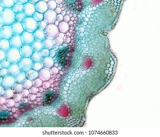 Science Plant Cells By Light Microscope