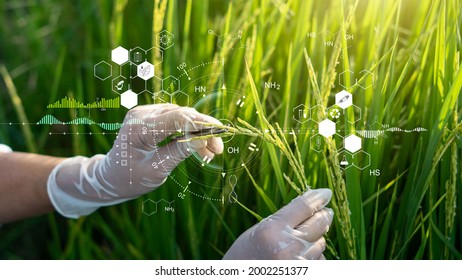 Science of plant research, Chromosome DNA and genetic, Development of rice varieties, Scientist researching and experiments genetic of rice with record data in the fields.