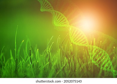Science of plant research, Chromosome DNA and genetic, record data in the fields.