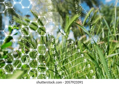 2,464 Plant chromosome Images, Stock Photos & Vectors | Shutterstock