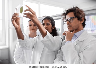 Science Research, Gene Technology And People Concept - International Group Of Scientists With Green Leaf In Petri Dish In Laboratory