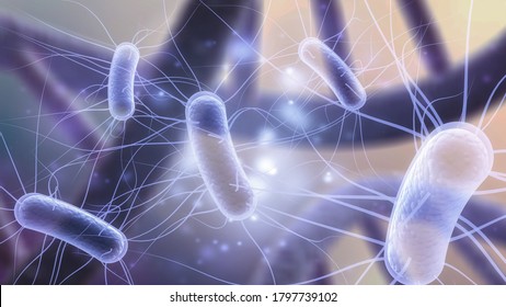 Bakteria