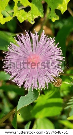 Scientfic name : Mimosa pudica
Common name: Thottavadi or Tickle me plant It is called Tickle me plant because the plant wilts when touched it has good medicine values and used for health issues 