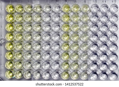 A scientific 96 well microplate used in modern laboratories. A yellow substance is analyzed here.