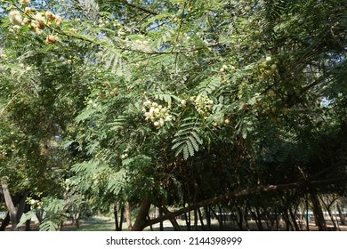 Scientific Name Acacia Mearnsii And Common Names Black Wattle Or Green Wattle Tree In The Park