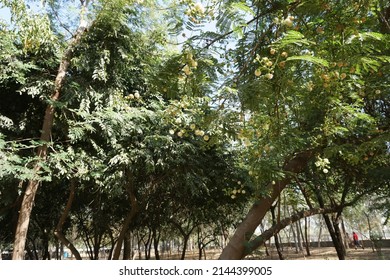 Scientific Name Acacia Mearnsii And Common Names Black Wattle Or Green Wattle Tree In The Park