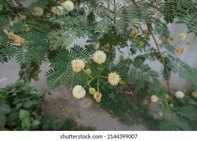 Scientific Name Acacia Mearnsii And Common Names Black Wattle Or Green Wattle Tree In The Park