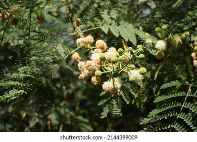 Scientific Name Acacia Mearnsii And Common Names Black Wattle Or Green Wattle Tree In The Park