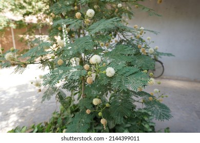 Scientific Name Acacia Mearnsii And Common Names Black Wattle Or Green Wattle Tree In The Park