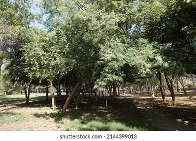 Scientific Name Acacia Mearnsii And Common Names Black Wattle Or Green Wattle Tree In The Park