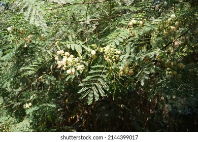 Scientific Name Acacia Mearnsii And Common Names Black Wattle Or Green Wattle Tree In The Park