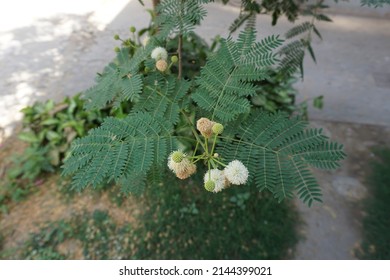 Scientific Name Acacia Mearnsii And Common Names Black Wattle Or Green Wattle Tree In The Park