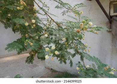 Scientific Name Acacia Mearnsii And Common Names Black Wattle Or Green Wattle Tree In The Park