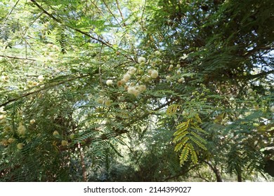 Scientific Name Acacia Mearnsii And Common Names Black Wattle Or Green Wattle Tree In The Park