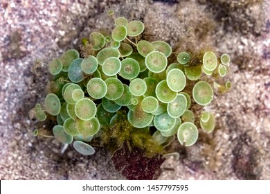 Scientific Name : Acetabularia Sp. Beautiful Marine species of Green Algae blooming underwater. These unicellular organism are also known as Mermaid's Wineglass and looks like tiny umbrella on sea bed - Shutterstock ID 1457797595