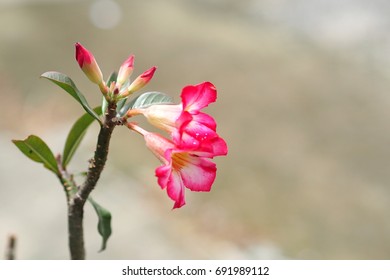 Scientific name: Adenium Obesum Common Name: Impala Lily, Pink Bignonia, Mock Azalea, Desert Rose is a refreshingly colored flower after the rain.